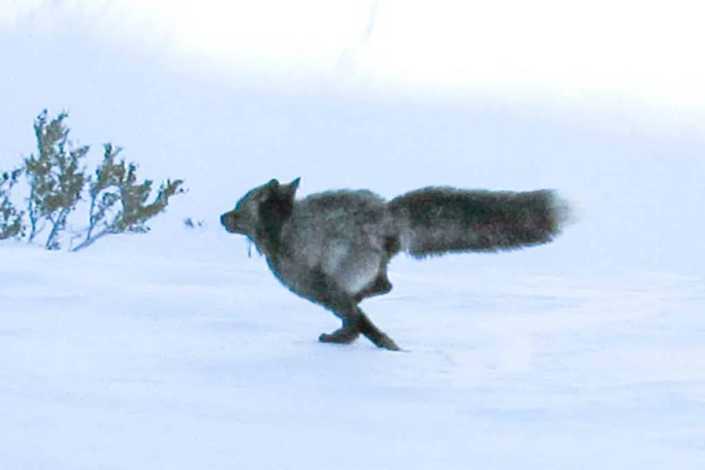 Sierra Nevada red fox running in the snow