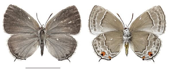 Thereus lomalarga female