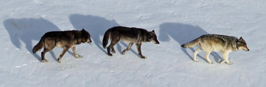 Wolf 832F
