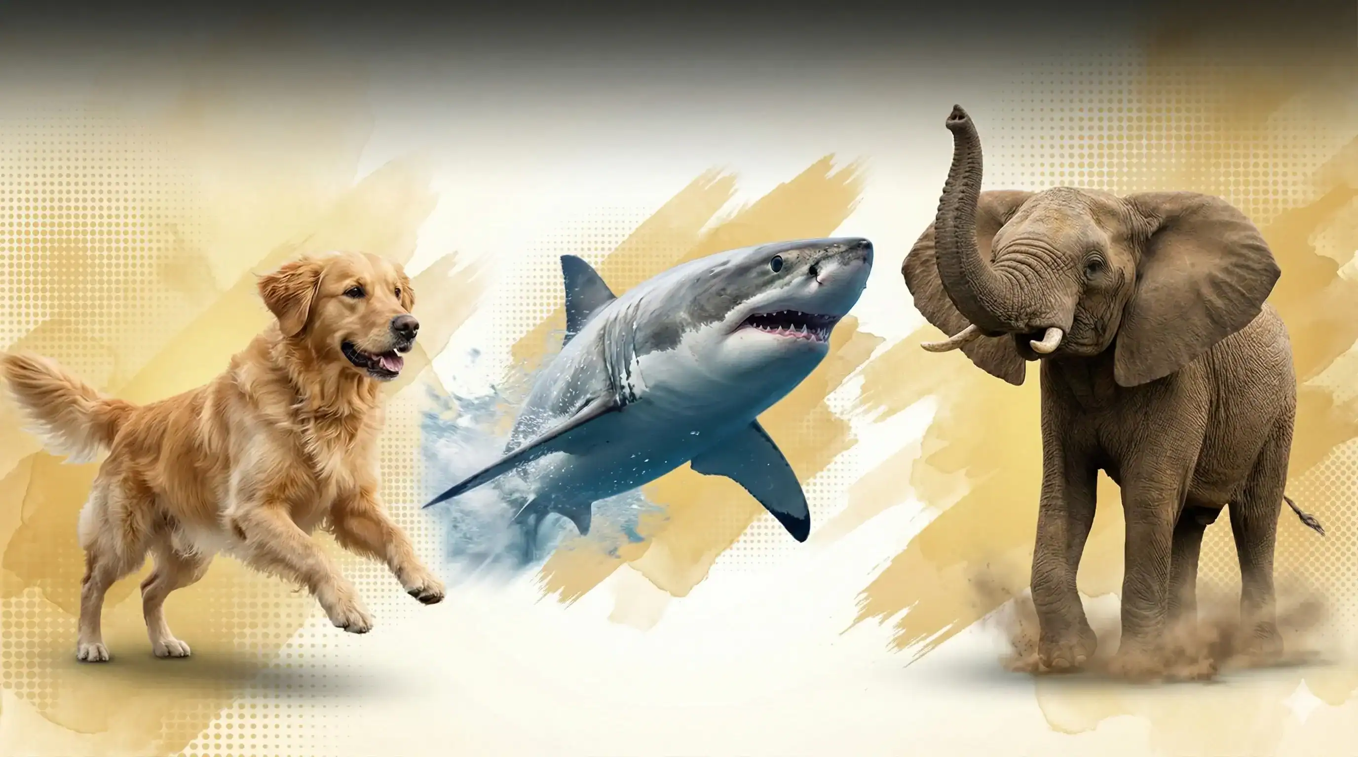 Animal Encyclopedia With Facts Pictures Stories And More A Z Animals Animal Encyclopedia With Facts Pictures Stories And More A Z Animals
