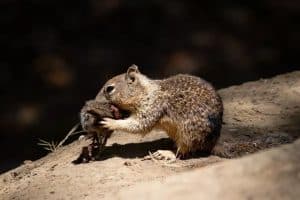 California Ground Squirrels Caught Hunting in New Scientific Footage photo