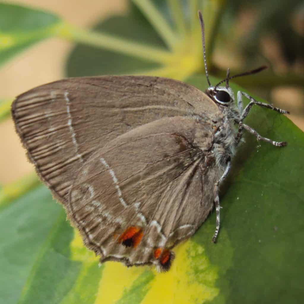 Thereus ortalus