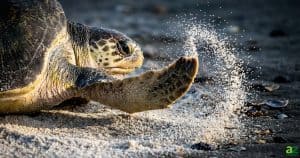 Close-up of a sea turtle on a beach, captured mid-action as it uses its flipper to spray a cloud of sand into the air.