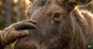 A gloved human hand reaches out to touch the side of a moose's face in soft, golden sunlight.