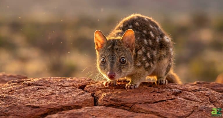 A spotted brown quoll stands on cracked red earth in the warm light of a sunset, looking directly toward the camera.
