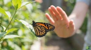 A close-up of a monarch butterfly on a green leaf with a blurred human hand reaching out in the background.