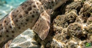 Close-up of a spotted shark's pectoral fin resting on a textured coral reef in shallow, sunlit water.