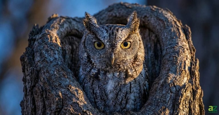 A camouflaged Eastern Screech Owl with striking yellow eyes peeks out from a hollow in a textured tree trunk.