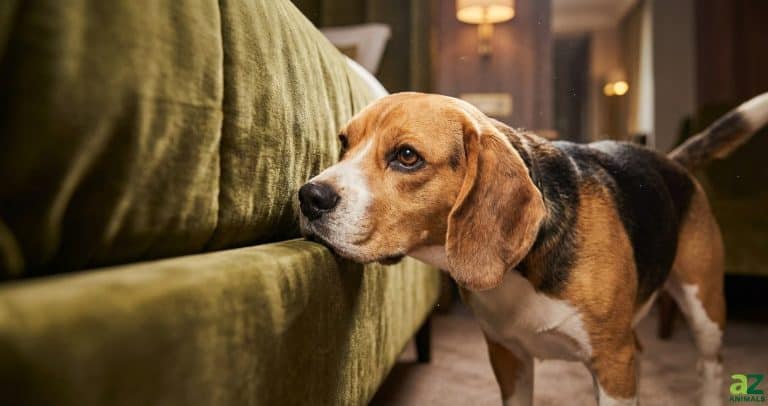 A beagle dog sniffs the edge of a green velvet couch in a warm, indoor setting.