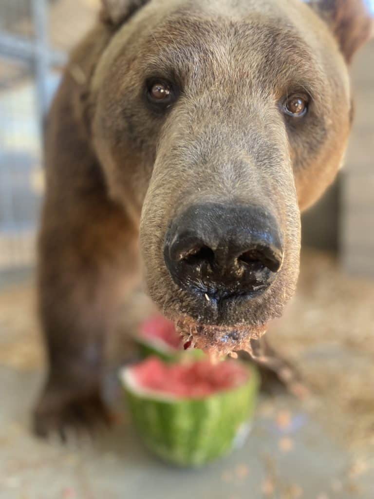 Rocky eating a watermelon