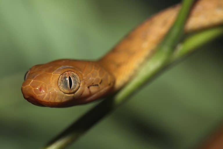 brown snake with big eyes facing left as it slithers down a green stalk