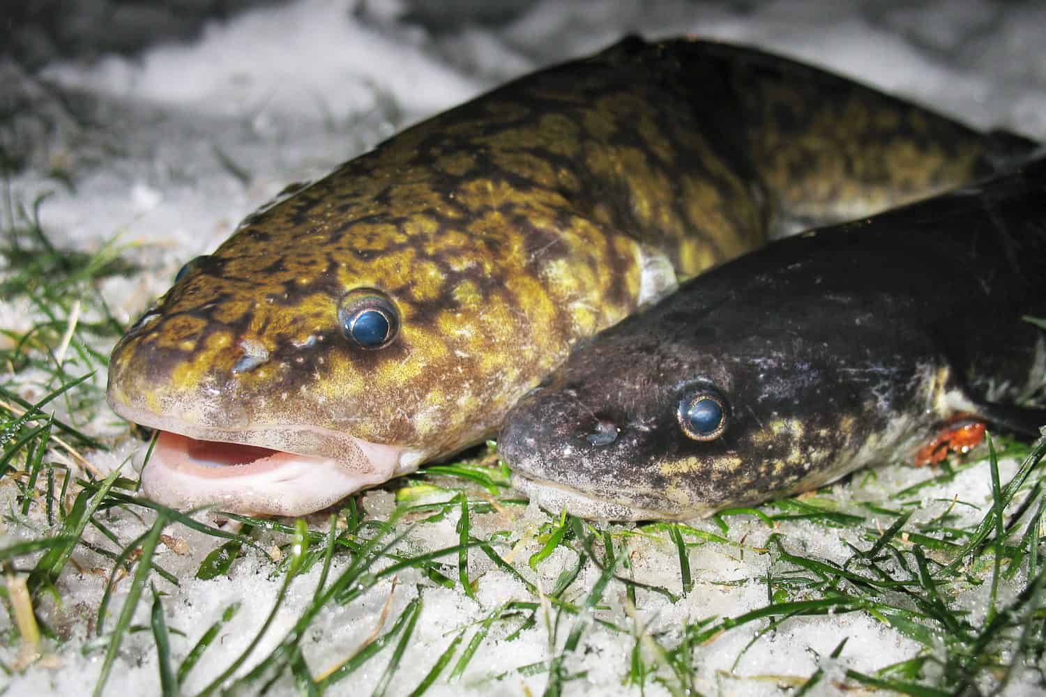 Raw freshwater fish burbot closeup on snow. Winter fishing. Ice fishing. Live in the river. Two Lota lota on the grass. Lake habitat.