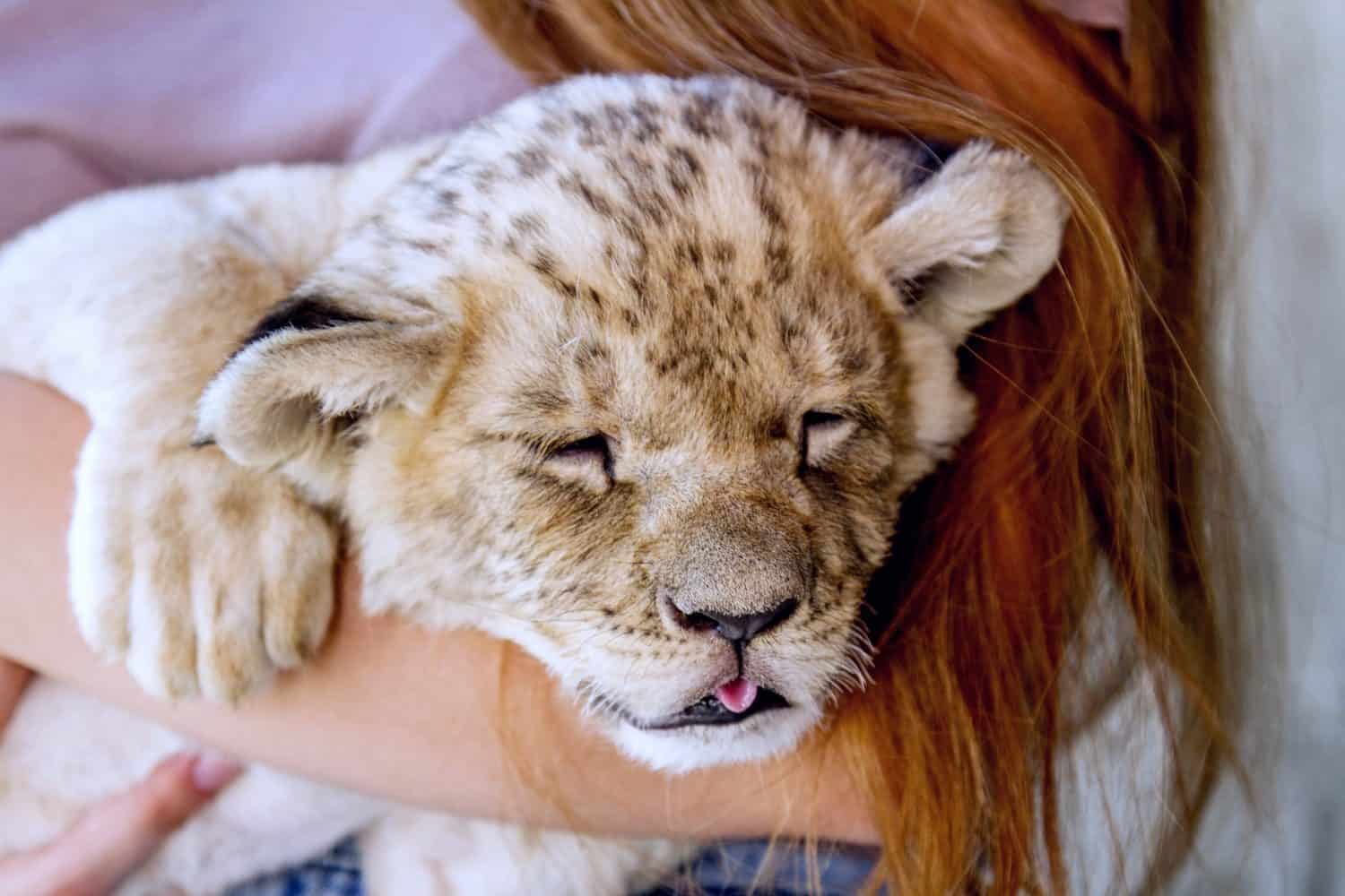Girl holding tiny lion cub. Red hair child gently hugs Lion baby. Close-up Lion  cub tongue out and ginger little girl. Snow lion baby portrait with closed eyes basked in human hands.