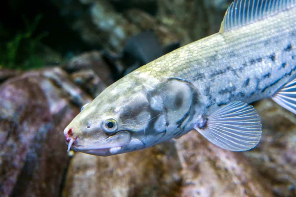 The bowfin, Amia calva, - living fossil
