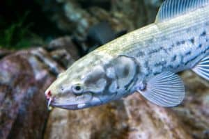 The bowfin, Amia calva, - living fossil