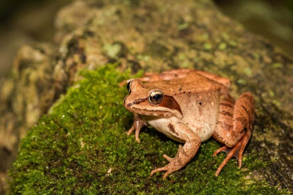 A close up of a Wood Frog