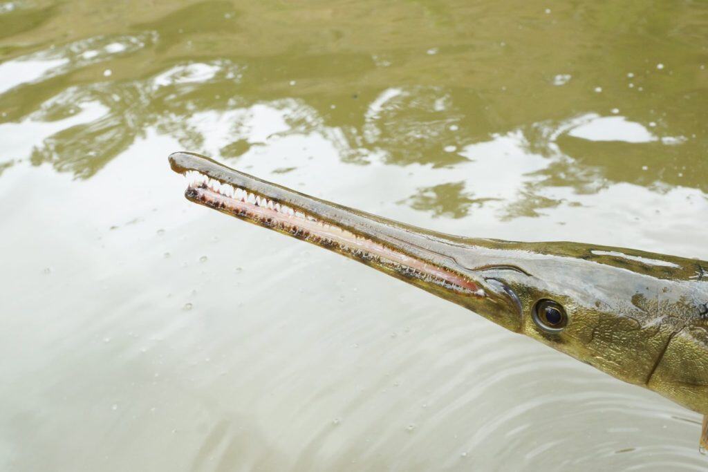 The head of the fish Longnose Gar (Lepisosteus osseus) on the background of the river