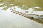 Longnose gar