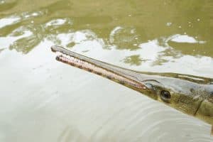 The head of the fish Longnose Gar (Lepisosteus osseus) on the background of the river