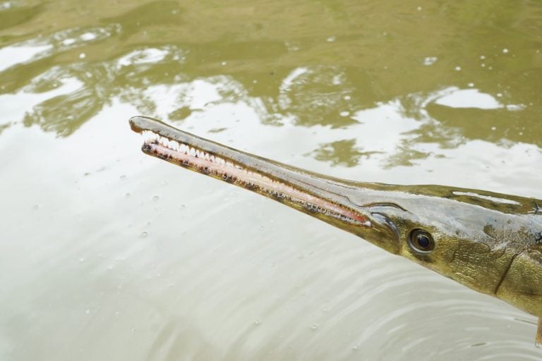 Longnose Gar