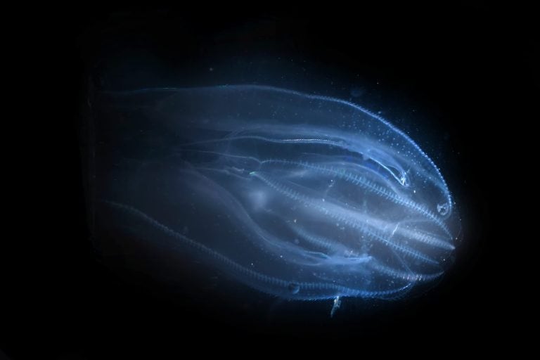 Mnemiopsis leidyi, the warty comb jelly or sea walnut, is a species of tentaculate ctenophore (comb jelly), originally native to the western Atlantic coastal waters