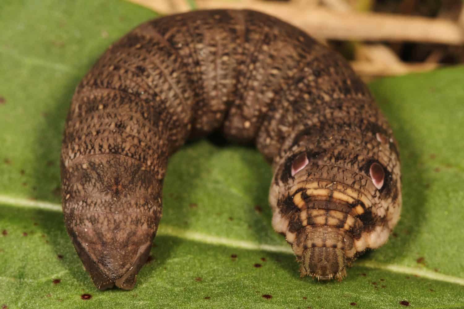 Hawk moth caterpillar