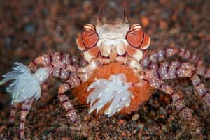 Boxer Crab Eggs