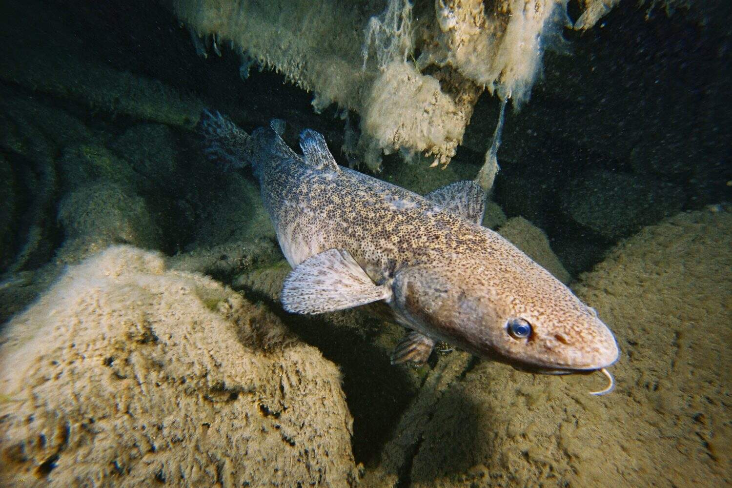 Burbot under water
