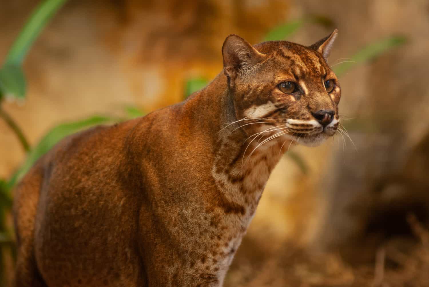 Asian golden cat in zoo, Thailand ; species Catopuma temminckii family of Felidae
