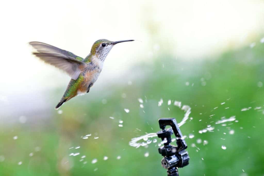 Rufous Hummingbird flying through water from a garden sprinkler