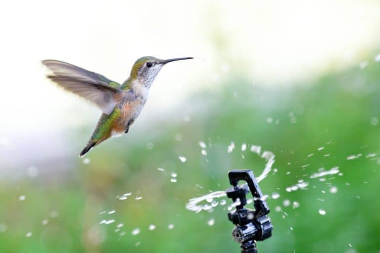 Rufous Hummingbird flying through water from a garden sprinkler