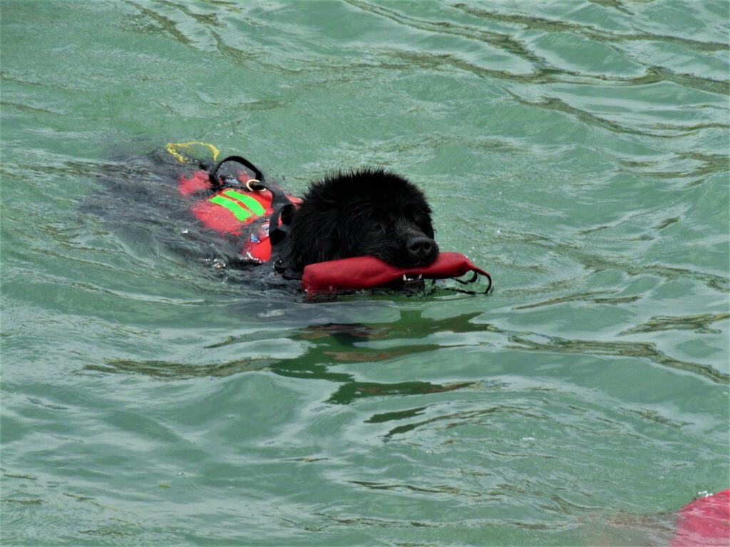 newfoundland dog during rescue training