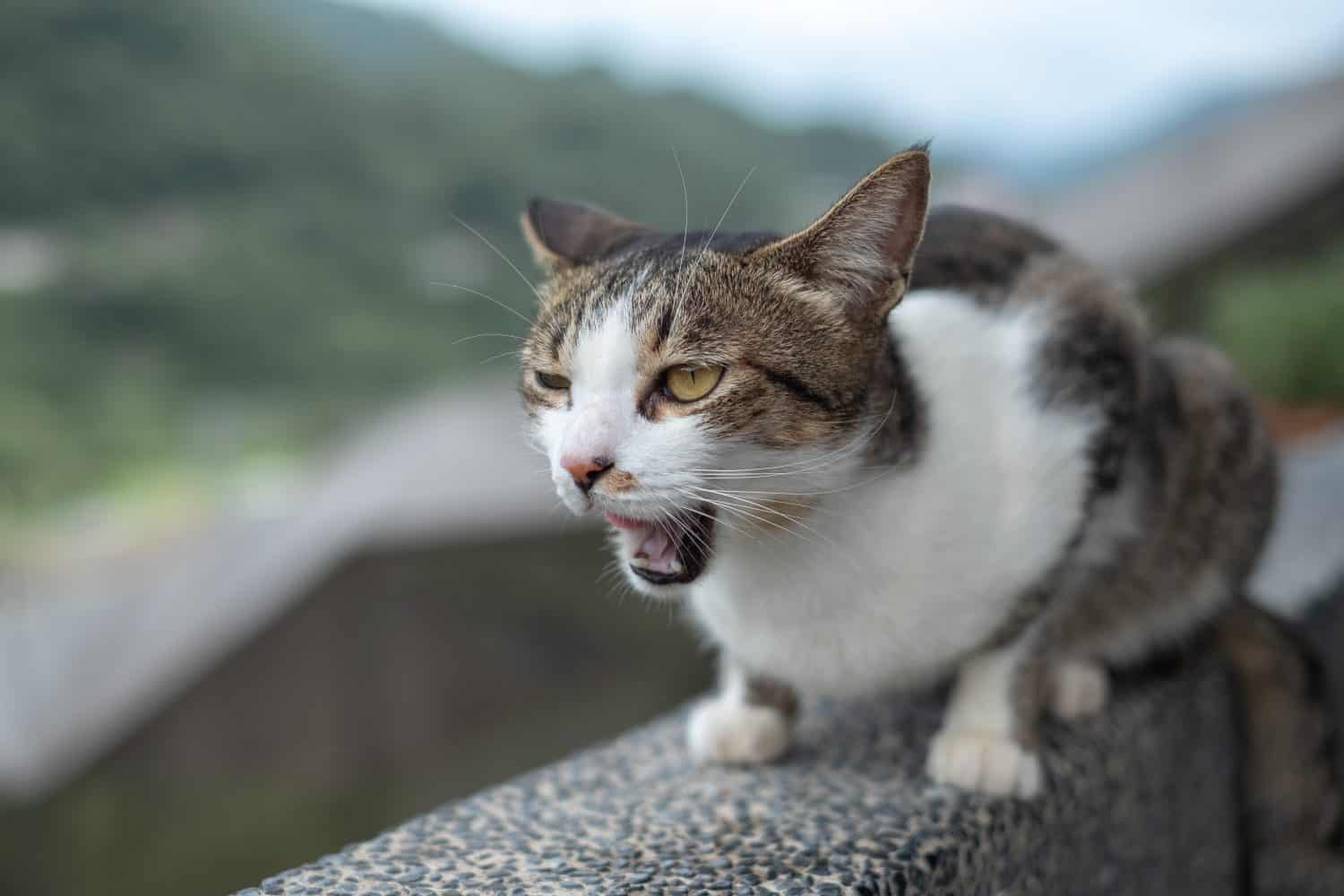 an angry cat