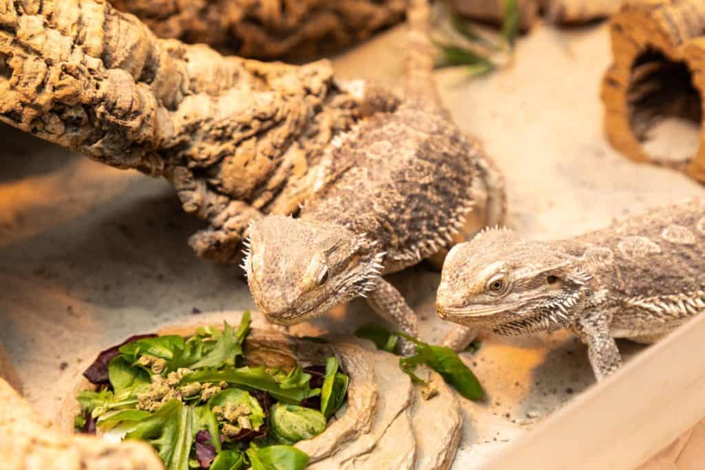 bearded dragon in the terrarium