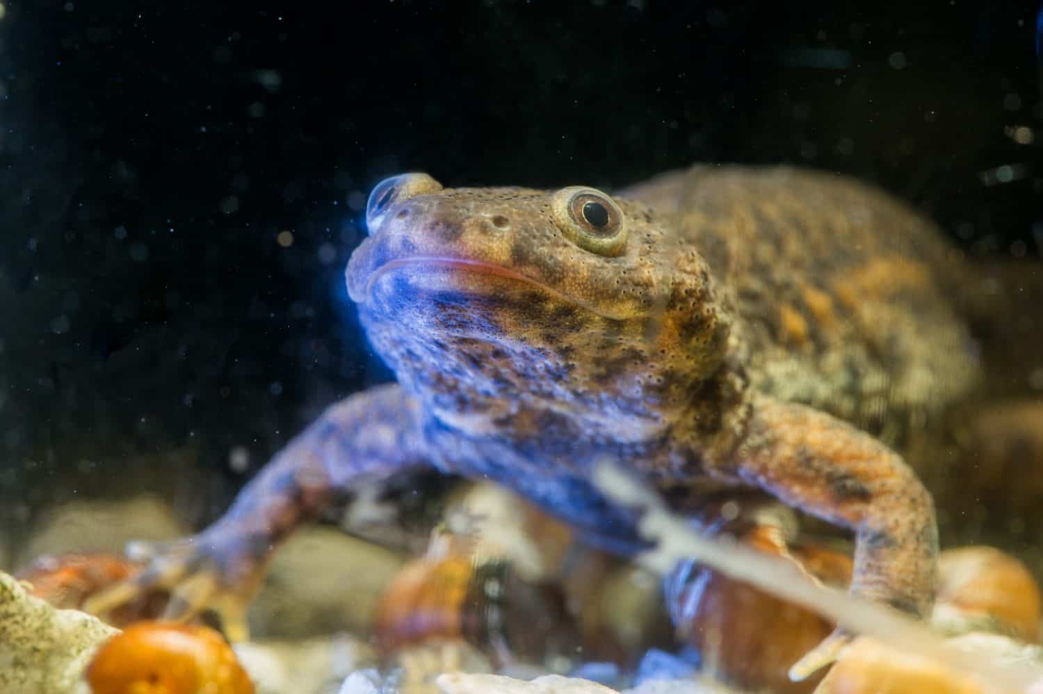 Spanish ribbed newt Pleurodeles waltl , also known as the Iberian ribbed newt. Wildlife animal.