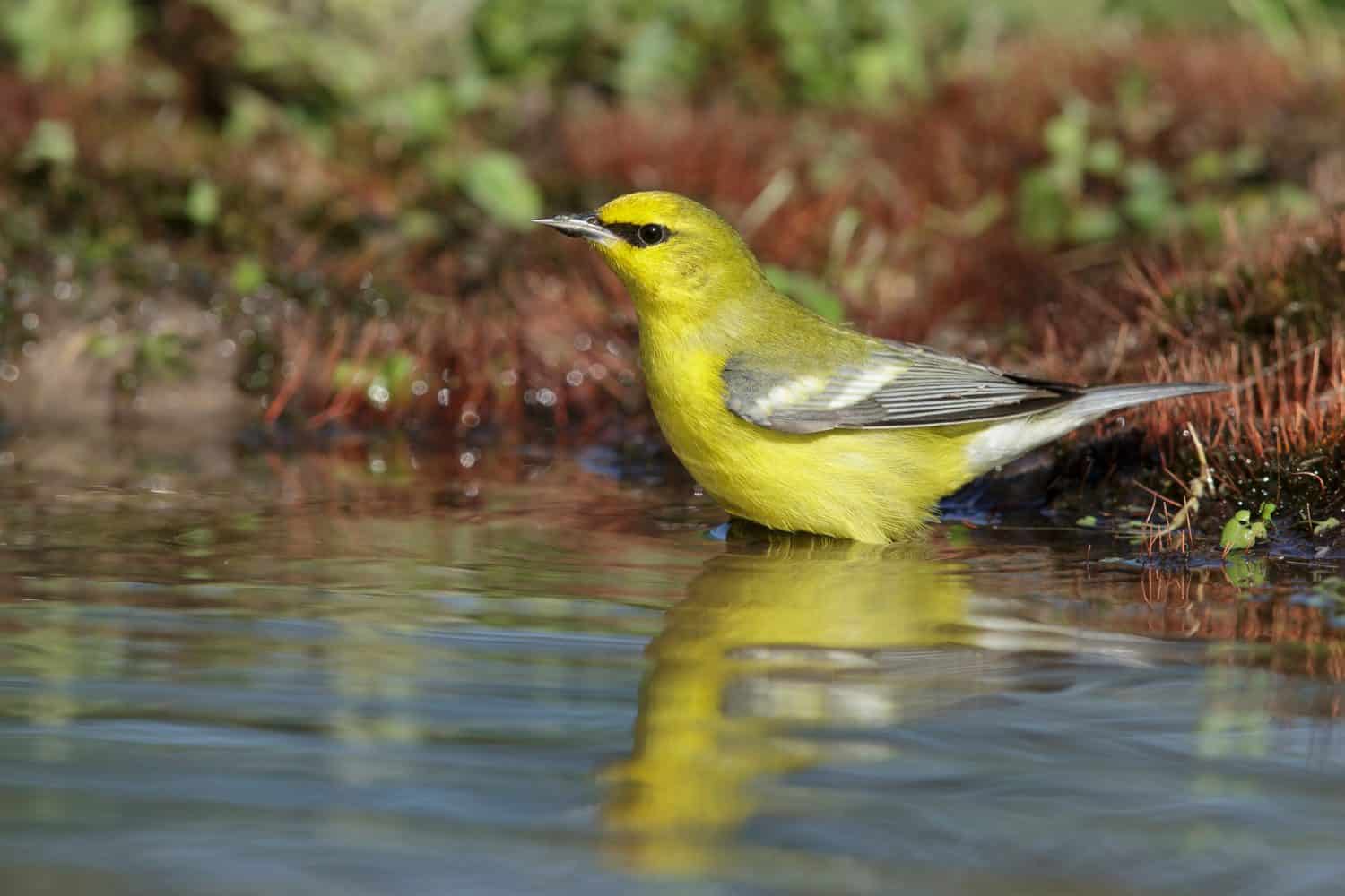 Adult femaleGalveston Co., TXApril 2016