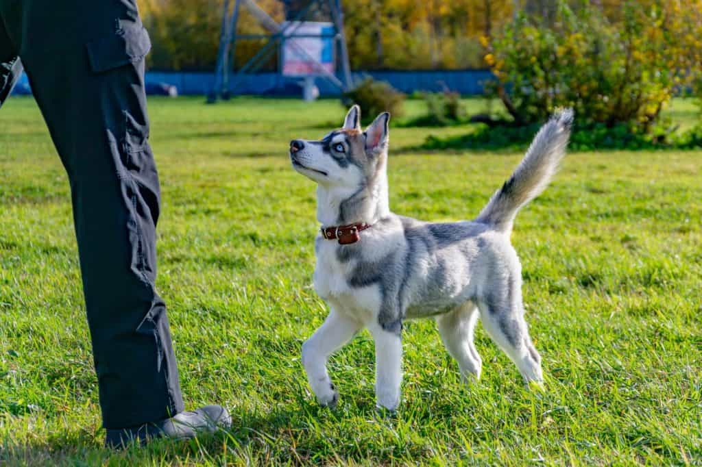 Puppy miniature husky. Dogs play with each other, merry fuss, harmonious relations, correction of behavior and aggressiveness. Obedient pet performs the commands of its owner. Deliverance from barking
