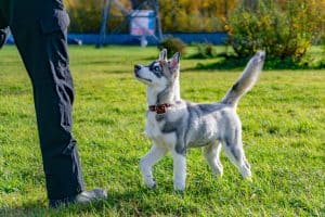 Puppy miniature husky. Dogs play with each other, merry fuss, harmonious relations, correction of behavior and aggressiveness. Obedient pet performs the commands of its owner. Deliverance from barking