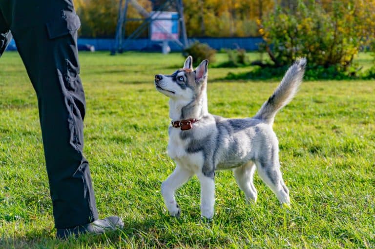 Puppy miniature husky. Dogs play with each other, merry fuss, harmonious relations, correction of behavior and aggressiveness. Obedient pet performs the commands of its owner. Deliverance from barking