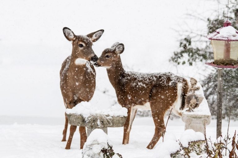 A beautiful White tailed Deer – Doe and her fawn visits the backyard today