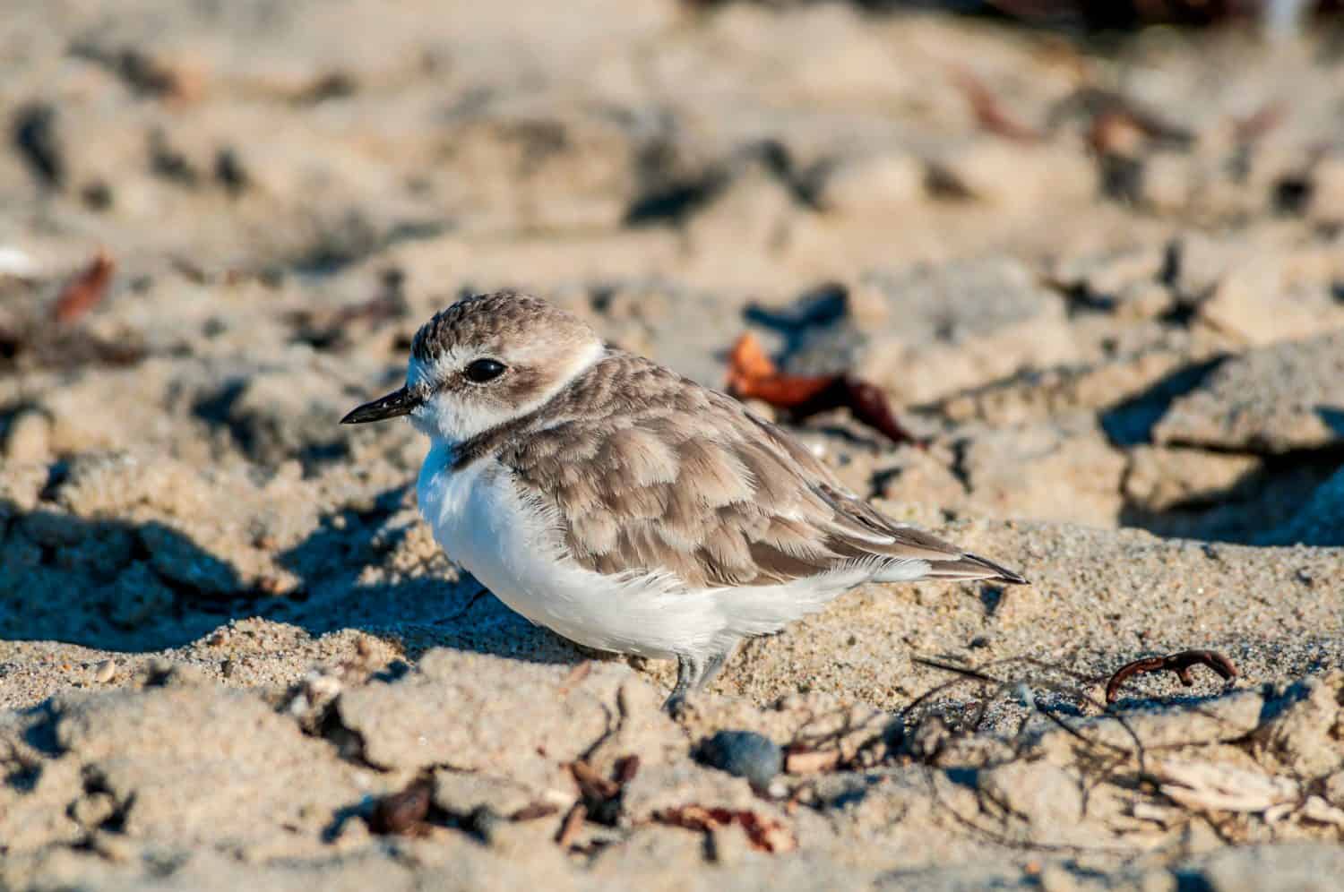 Snowy Plover (Charadrius alexandrinus) in Malibu Lagoon, California, USA