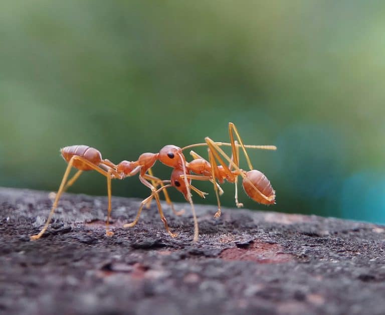 Red ants help injured ants