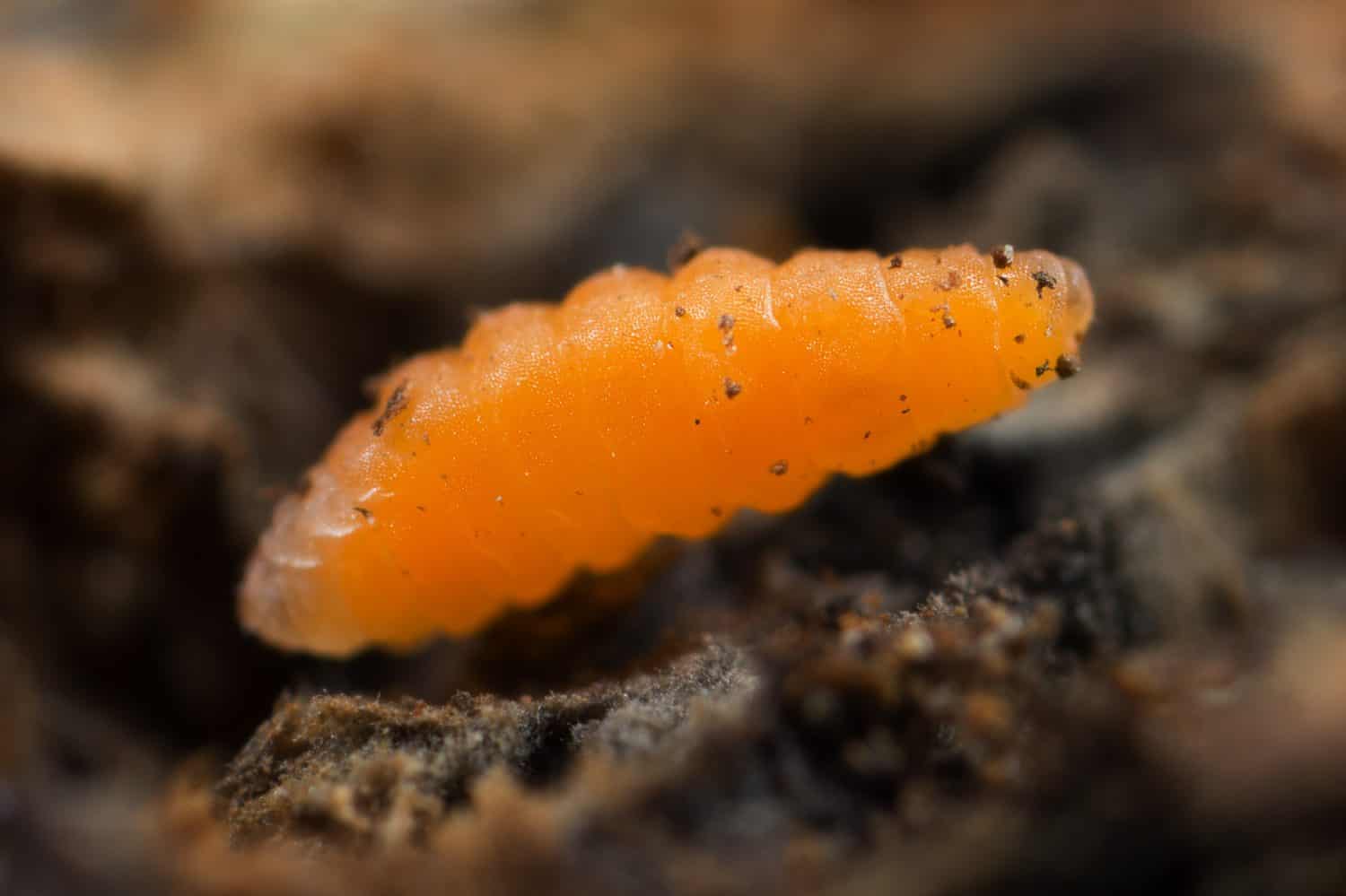 Raspberry gall midge larvae