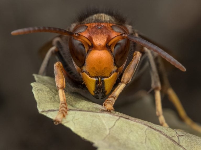 hornet asian wasp macro vespavelutina