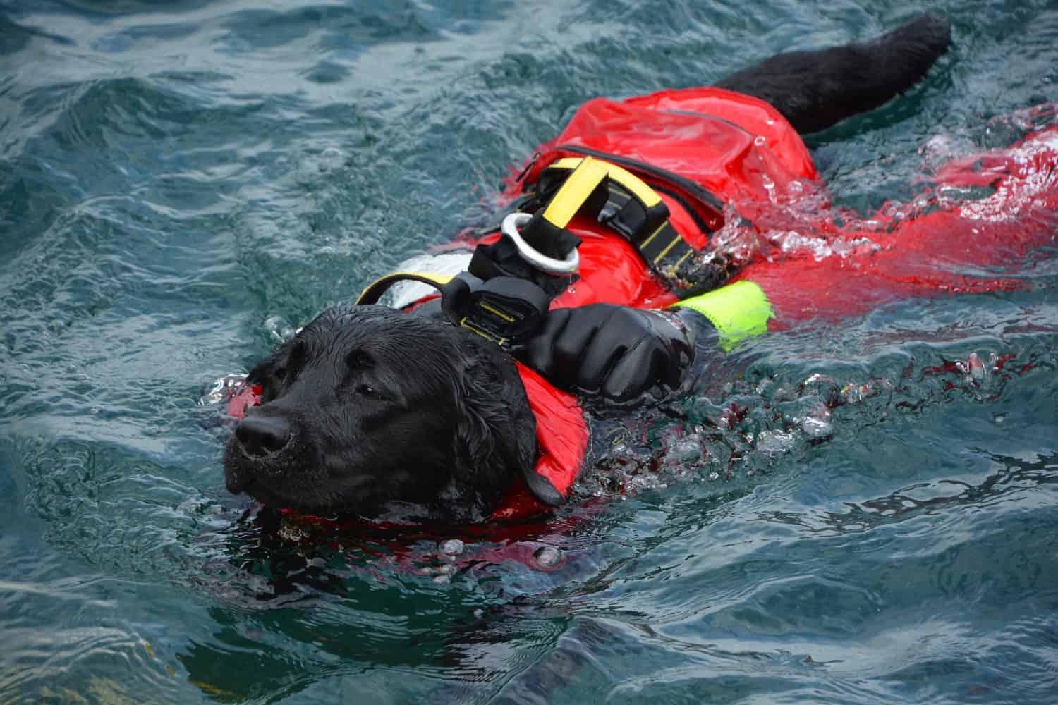 Dog lifeguard who work with the Italian Coast Guard