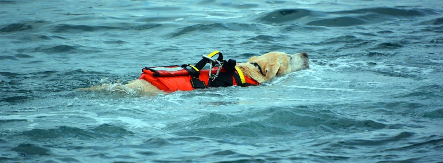 Dog lifeguard who work with the Italian Coast Guard