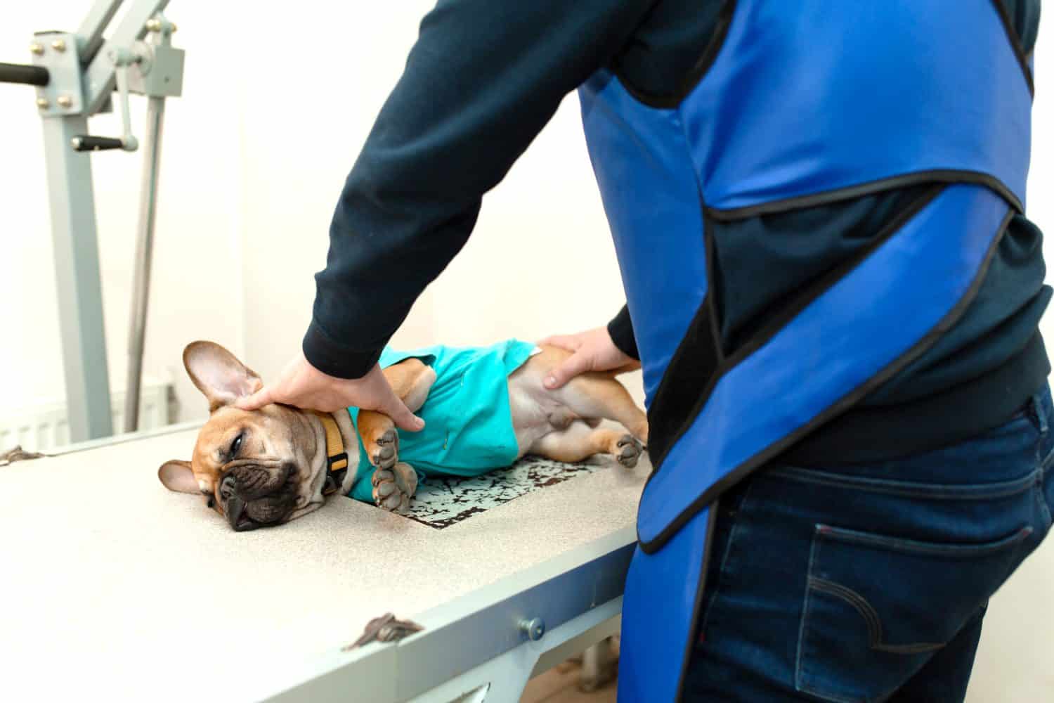 veterinarian assistant in protective vest hold down prepare french bulldog to x-ray scanning.