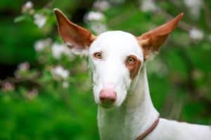 dog with apple-tree blossoms