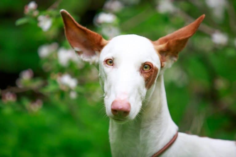 Ibizan Hound