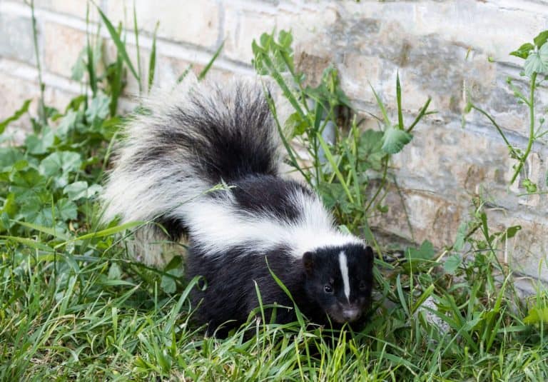 Young striped skunk (Mephitis mephitis) near the human dwelling